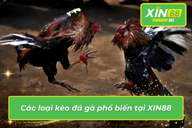 Kèo Đá Gà Trực Tiếp Xin88 – Cơ Hội Cược Thắng Lớn! Những thông tin thú vị về các loại kèo phổ biến trong đá gà tại Xin88
